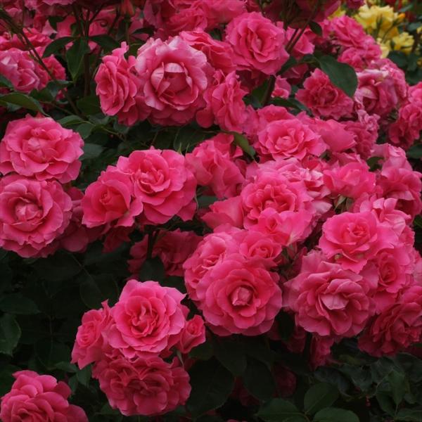 予約販売 バラ苗 バラ大苗 京成バラ園芸 ツル ローズ うらら（旧ツルうらら） 登録品種 薔薇 ばら...