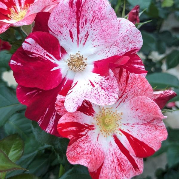 予約販売 バラ苗 バラ大苗 コルデス シムサラビン！ 品種登録出願中 薔薇 ばら 送料無料 京成バラ...