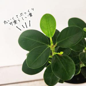 観葉植物 cot パンダガジュマル タイワンガ...の詳細画像1