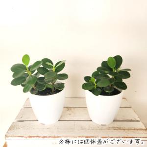 観葉植物 cot パンダガジュマル タイワンガ...の詳細画像2