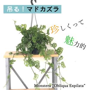 観葉植物 マドカズラ オブリクアエクスピラータ 5号 吊り下げ ハンギング 送料無料 室内 贈り物 プレゼント インテリア おしゃれ hni｜flower-net