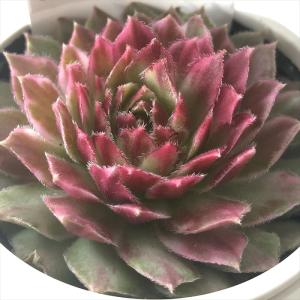 多肉植物 plkエケベリア ヒューミリス×ヒアリナ パルクさん苗 送料無料