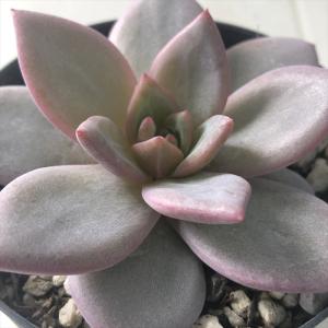日本花キ流通 多肉植物 hmアエオニウム エッグ 多肉植物 アエオニウム