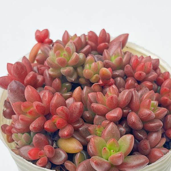 多肉植物 sbグラプトペタルム ばらまきトップアンドスター 多肉植物 グラプトペタルム 7.5cmポ...