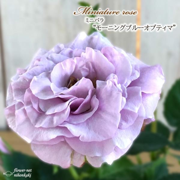 予約販売 ミニバラ モーニングブルーオプティマ 3号ポット 四季咲き バラ 薔薇 バラ苗 苗 bry...