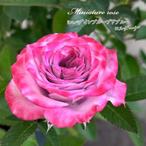 日本花キ流通 予約販売 ミニバラ ミサキ 3号ポット 四季咲き バラ 薔薇