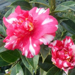 日本花キ流通 予約販売 西洋椿 ヌチオズ・ジュエル 12cmポット 開花