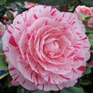 椿　ニュースキン　製品 日本花キ流通 予約販売 雪椿 錦キリン 12cmポット 開花予定株 八重咲き
