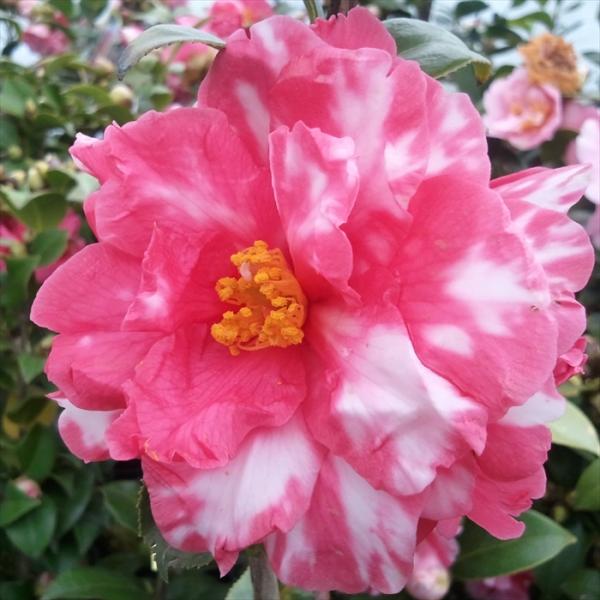 予約販売 雪椿 春日山 12cmポット 開花予定株 八重咲き椿 つばき ツバキ 生け花 切り花 庭木...