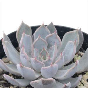 日本花キ流通 多肉植物 skエケベリア シルエット エケベリア 7.5