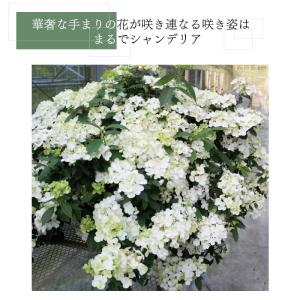 予約販売 アジサイ ラグランジア シャンデリー...の詳細画像1
