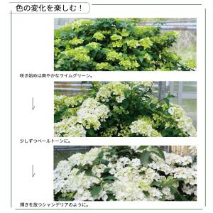 予約販売 アジサイ ラグランジア シャンデリー...の詳細画像2