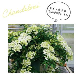 予約販売 アジサイ ラグランジア シャンデリー...の詳細画像3
