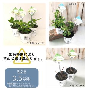 予約販売 アジサイ ラグランジア シャンデリー...の詳細画像5