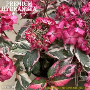 日本花キ流通 予約販売 アジサイ クレイジーテンシアブルー 10.5cm