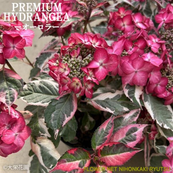 アジサイ カラフルランジア オーロラ 9cmポット 斑入り 大栄花園 ハイドランジア 苗 花苗 苗木...