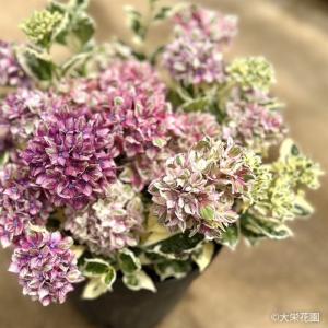 【花苗】カラフルランジア　スパイス　no.3 花付き　正規品　斑入り　ポット発送 花苗】カラフルランジア スパイス no.3 花付き 正規品 斑入り ポット