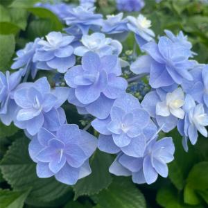 日本花キ流通 予約販売 アジサイ 覆輪城ヶ崎 9cmポット 斑入り
