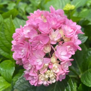 日本花キ流通 予約販売 山アジサイ 赤兵衛 9cmポット 苗 花苗 苗木 山