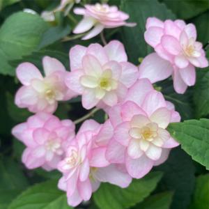 予約販売 アジサイ 小菊 7.5cmポット 加...の詳細画像1