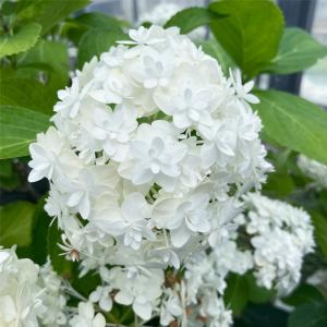 予約販売 アジサイ 雪だるま 7.5cmポット 加茂 KAMOセレクション ハイドランジア 苗 花苗 苗木 あじさい 紫陽花 stm 10月下旬以降発送