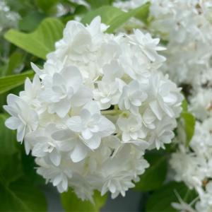 予約販売 アジサイ 雪だるま 7.5cmポット...の詳細画像1