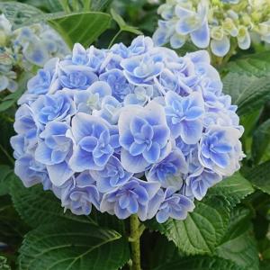 ハイドランジア(アジサイ) ストロングハートの苗 : 植物・園芸専門店
