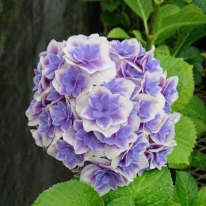 日本花キ流通 予約販売 アジサイ クレイジーテンシアブルー 10.5cm