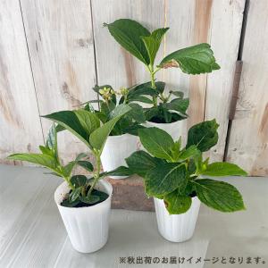 予約販売 アジサイ 恋の魔法 9cmポット 登...の詳細画像3