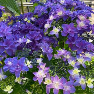 【花苗】ハイドランジア スターリットスカイ タグ付き正規品 紫陽花 あじさい 日本花キ流通 アジサイ スターリットスカイ 絢 10.5cm 登録品種