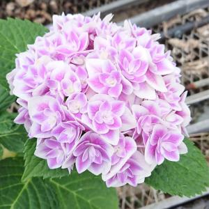 アジサイ 苗 【ガーデンアジサイ 星花火 （ほしはなび）】 5号ポット苗