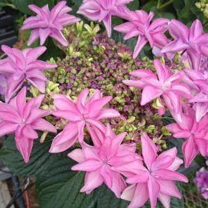 【花苗】ハイドランジア スターリットスカイ タグ付き正規品 紫陽花 あじさい 日本花キ流通 アジサイ スターリットスカイ 絢 10.5cm 登録品種