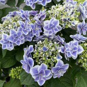 日本花キ流通 【まもなく締め切り】 予約販売 アジサイ マジカル