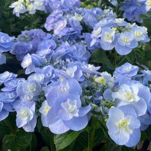 アジサイ マジカルチョコレート 5号鉢 ハイドランジア 紫陽花 鉢花