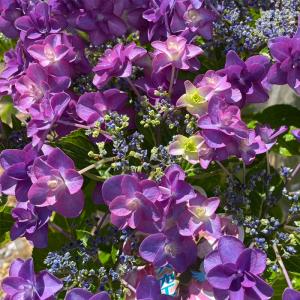 予約販売 バラ 苗 新苗 京阪園芸 はいから 四季咲き 薔薇 ばら 送料