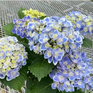 日本花キ流通 【まもなく締め切り】 予約販売 アジサイ マジカル