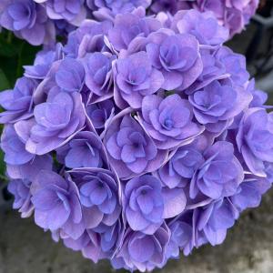 予約販売 アジサイ 花宝 9cmポット 登録品種 ハイドランジア 苗 花苗