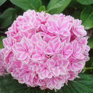 日本花キ流通 予約販売 アジサイ クレイジーテンシアブルー 10.5cm