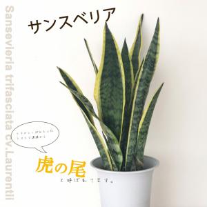 観葉植物 サンスベリア ローレンチ 6号鉢 サンセベリア トラノオ 送料無料 観葉植物 室内 贈り物 プレゼント インテリア おしゃれ