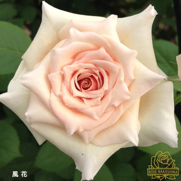 予約販売 バラ苗 バラ大苗 風花 薔薇 ばら 送料無料 ローズなかしま 大苗 ベージュ ピンク rn...