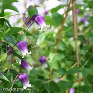 日本花キ流通 予約販売 クレマチス 苗 ティンクルピンク ヴィオルナ系