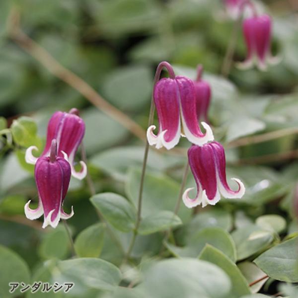 予約販売 クレマチス 苗 アンダルシア ヴィオルナ系 杉本さんのクレマチス 3号ポット sugi 3...