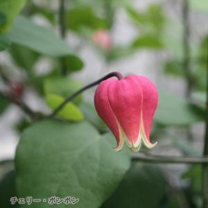 日本花キ流通 予約販売 クレマチス 苗 フェルマータピンク ヴィオルナ