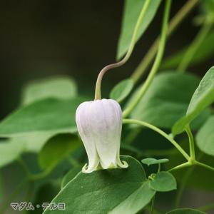 クレマチス　ヴィオルナ系　2鉢 クレマチス ヴィオルナ系 2鉢