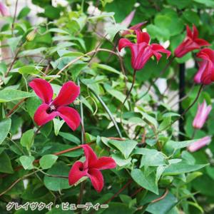 予約販売 クレマチス 苗 アディソニー ヴィオルナ系 杉本さんの