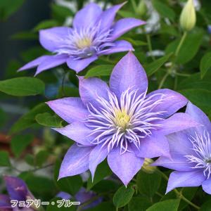 日本花キ流通 予約販売 クレマチス 苗 藤の彼方 早咲き大輪系 2年生苗