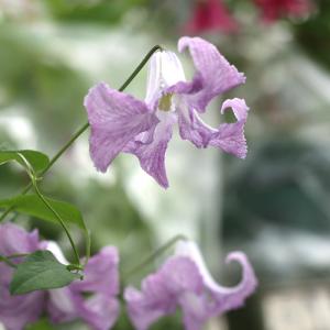 日本花キ流通 予約販売 木瓜 淡雪 9cmポット 開花予定株 ボケ 花苗