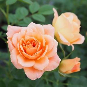 予約販売 バラ苗 バラ大苗 つるバラ スイートドリーム 返り咲き 小輪 薔薇 ばら オレンジ troe 12月中旬以降発送
