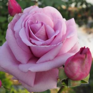 予約販売 バラ 苗 新苗 禅ローズ アンゲリカ 薔薇 ばら 送料無料