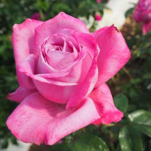 予約販売 バラ苗 バラ大苗 寺西コレクション フレジェ 四季咲き 薔薇